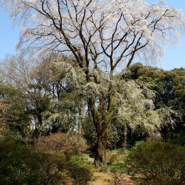 Rikugi-en (Tokyo), floraison des sakura du jardin au début du printemps