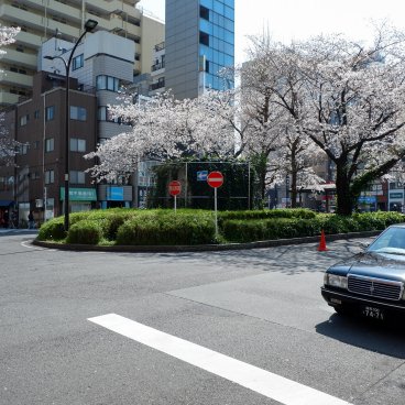 Rikugi-en (Tokyo), cerisiers en fleurs autour de la gare de Komagome au début du printemps
