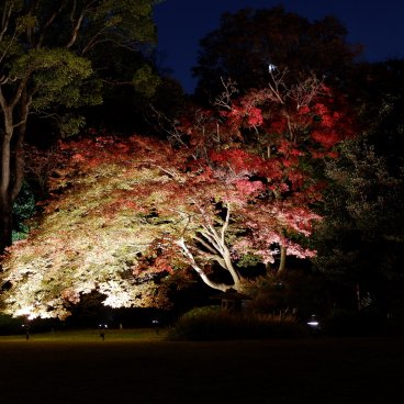 Illuminations automnales du Rikugi-en (Tokyo), vue nocturne sur les feuilles Koyo qui virent au rouge
