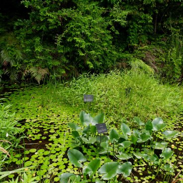 Jardin botanique Makino (Kochi), Plantes aquatiques
