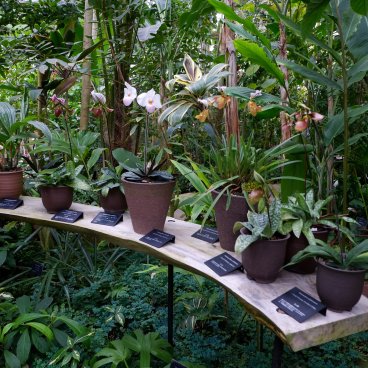 Jardin botanique Makino (Kochi), Collection d'orchidées dans la grande serre Conservatory
