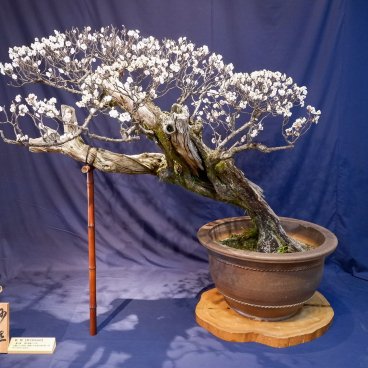 Nagahama Bonbaiten (lac Biwa), exposition du prunier en pot baptisé Myosho