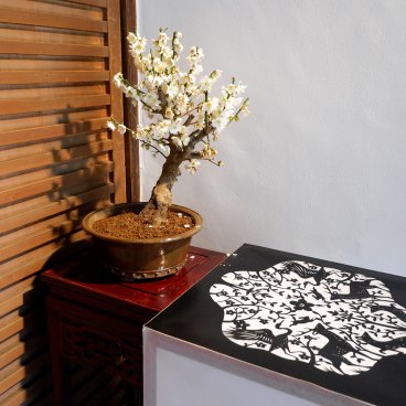 Nagahama Bonbaiten (lac Biwa), exposition d'un bonsaï de ume avec des fleurs blanches