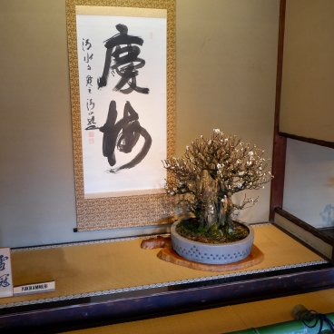 Nagahama Bonbaiten (lac Biwa), exposition du prunier en pot baptisé Yukikammuri