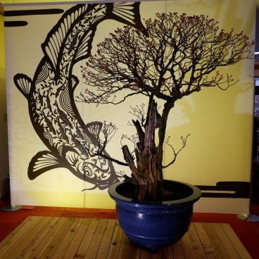 Nagahama Bonbaiten (lac Biwa), exposition d'un bonsaï de prunier en bourgeon