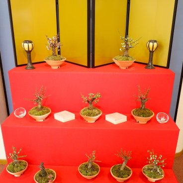 Nagahama Bonbaiten (lac Biwa), autel de bonsaï de ume pour Hina Matsuri