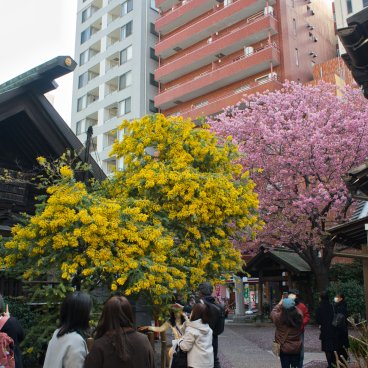 Kuramae-jinja (Tokyo), visiteurs devant les mimosa et cerisier précoce en fleurs début mars