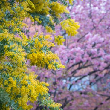 Kuramae-jinja (Tokyo), floraison du mimosa et cerisier Kawazu début mars