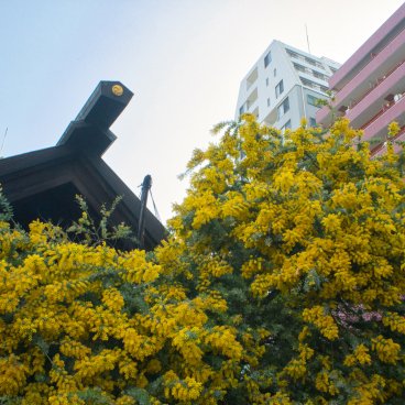 Kuramae-jinja (Tokyo), mimosa en fleurs et pavillon principal shinto