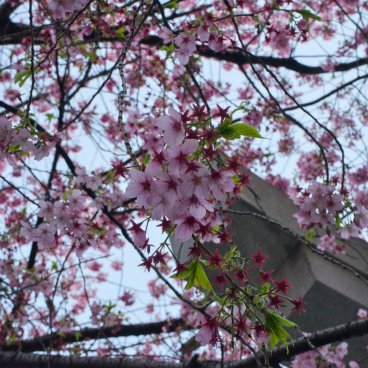 Kuramae-jinja (Tokyo), cerisier Kawazu en fleurs et porte Torii