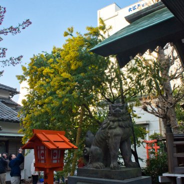 Kuramae-jinja (Tokyo), statue Komainu et mimosa en fleurs