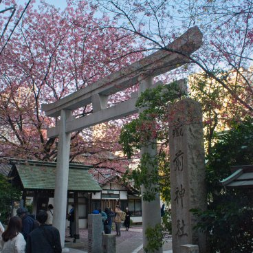 Kuramae-jinja (Tokyo), cerisier Kawazu en fleurs et porte Torii 2