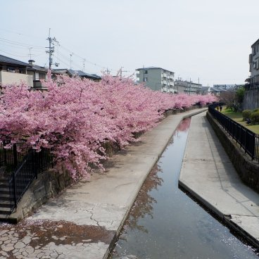 Yodo Suiro Waterway (Kyoto), canal bordé de cerisiers Kawazu-zakura en fleurs