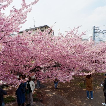 Yodo Suiro Waterway (Kyoto), promeneurs pendant la floraison des Kawazu-zakura début mars