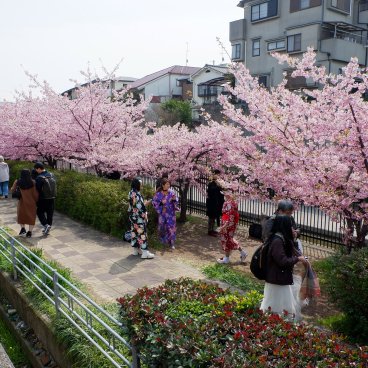 Yodo Suiro Waterway (Kyoto), promenade sous les Sakura précoces en fleurs