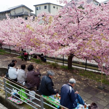 Yodo Suiro Waterway (Kyoto), Japonais en train de pique-niquer sous les cerisiers Kawazu en fleurs en mars