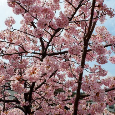 Yodo Suiro Waterway (Kyoto), fleurs rose vif de cerisier Kawazu