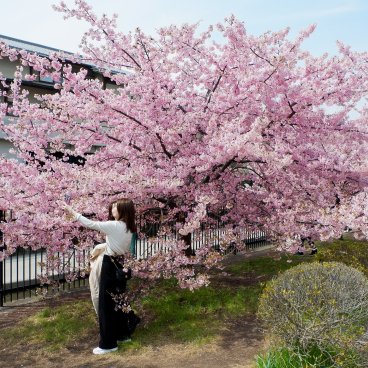 Yodo Suiro Waterway (Kyoto), séance photo pendant la floraison des cerisiers Kawazu