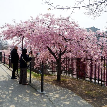 Yodo Suiro Waterway (Kyoto), promeneurs au bord du canal pendant la floraison des cerisiers précoces début mars