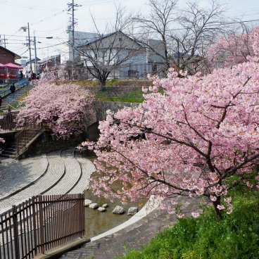 Yodo Suiro Waterway (Kyoto), canal bordé de cerisiers Kawazu-zakura en fleurs 3