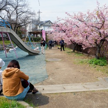 Yodo Suiro Waterway (Kyoto), aire de jeux pour enfants le long de la promenade bordée de cerisiers en fleurs 2