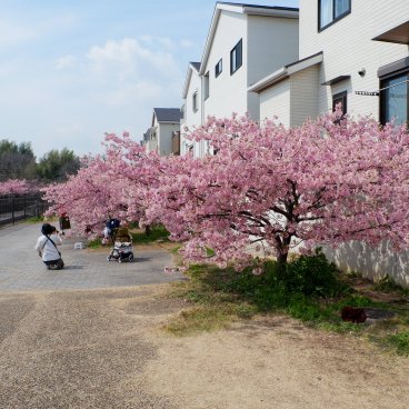 Yodo Suiro Waterway (Kyoto), cerisiers Kawazu-sakura en fleurs et maisons résidentielles le long du canal