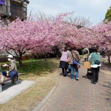 Yodo Suiro Waterway (Kyoto), promeneurs au bord du canal pendant la floraison des cerisiers précoces début mars 2