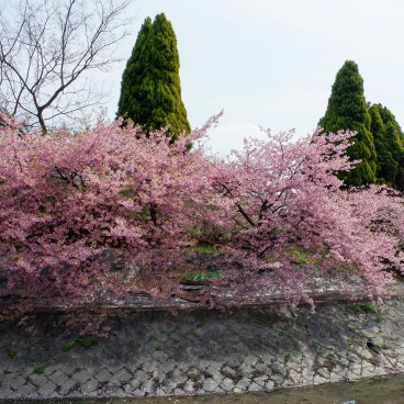 Yodo Suiro Waterway (Kyoto), cerisiers précoces en fleurs au bord de l'eau début mars