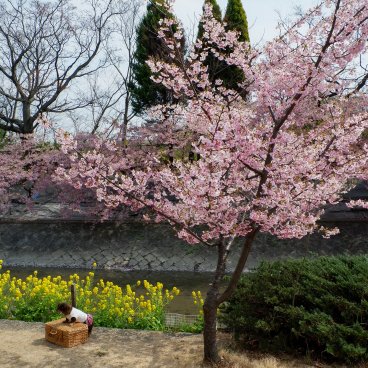 Yodo Suiro Waterway (Kyoto), cerisier Kawazu et colza en fleurs début mars