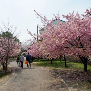 Yodo Suiro Waterway (Kyoto), promeneurs au bord du canal pendant la floraison des cerisiers précoces début mars 3