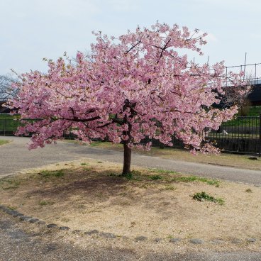 Yodo Suiro Waterway (Kyoto), arbre Kawazu-zakura au pic de floraison 2