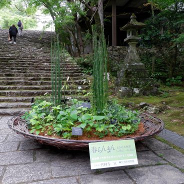 Chikurin-ji (Kochi), Composition florale à l'occasion de la sortie du drama Haru Ranman inspiré par la vie du professeur Makino