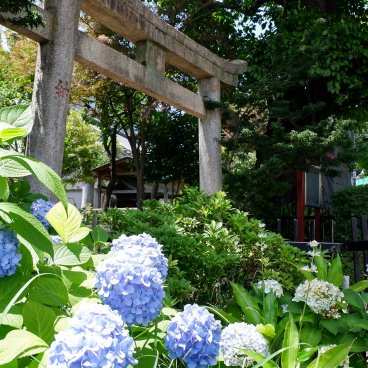 Hakusan-jinja (Tokyo), Torii et hortensias bleus en fleurs