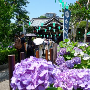 Hakusan-jinja (Tokyo), sanctuaire pendant Bunkyo Ajisai Matsuri en juin