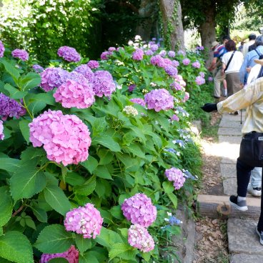 Hakusan-jinja (Tokyo), floraison des hortensias du sanctuaire en juin