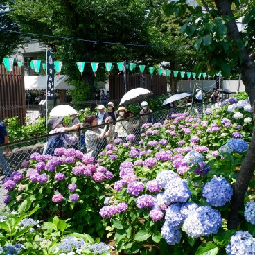 Hakusan-jinja (Tokyo), vue sur les hortensias en fleurs au pied de la colline Fujizuka 