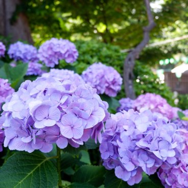 Hakusan-jinja (Tokyo), hortensias violets en fleurs