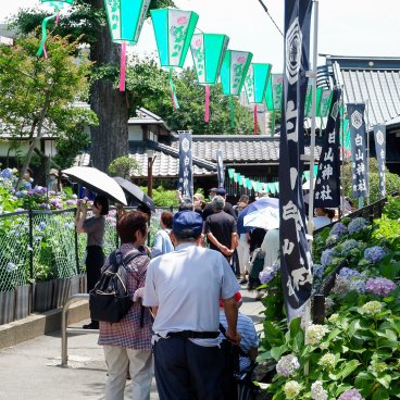 Hakusan-jinja (Tokyo), sanctuaire pendant Bunkyo Ajisai Matsuri en juin 2