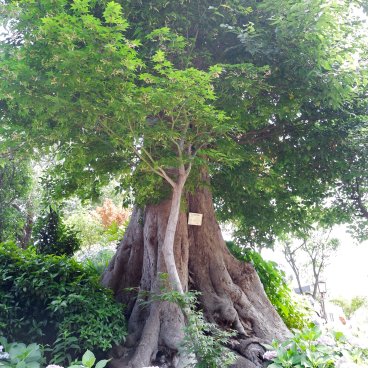 Hakusan-jinja (Tokyo), arbre sacré et hortensias en fleurs