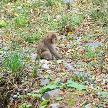 Kamikochi (Nagano), rencontre avec les singes pendant la randonnée dans la vallée