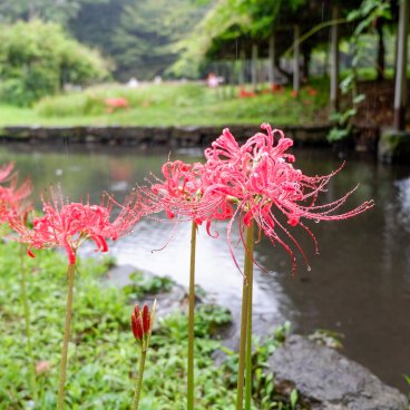 Koishikawa Korakuen (Tokyo), fleurs de lycoris rouges au bord de l'eau