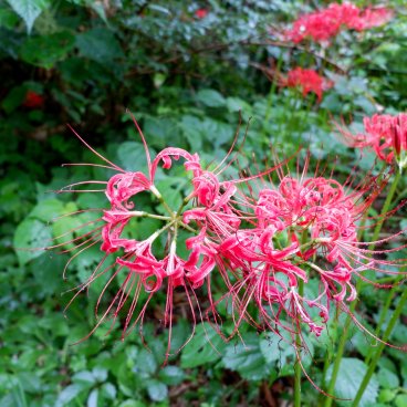 Jardin botanique de Koishikawa, détail sur la fleur de lys araignée rouge