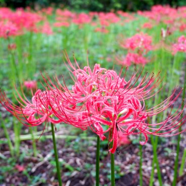 Jardin botanique de Koishikawa (Tokyo), Higanbana en fleurs en septembre 2