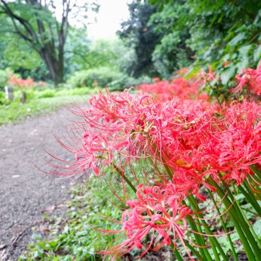 Jardin botanique de Koishikawa, lycoris radiata au bord d'un chemin