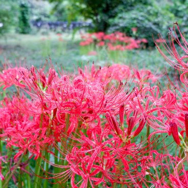 Jardin botanique de Koishikawa (Tokyo), Higanbana en fleurs en septembre