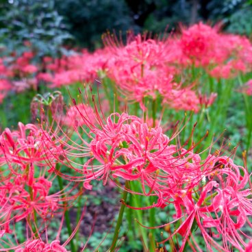 Jardin botanique de Koishikawa (Tokyo), floraison des Higanbana pour l'équinoxe d'automne