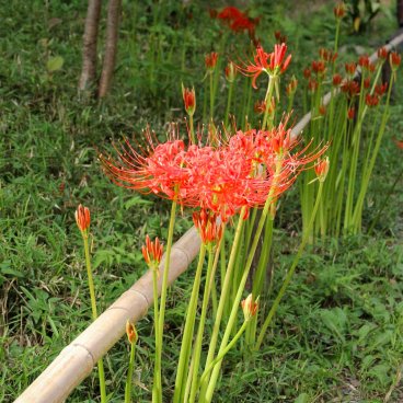 Koishikawa Korakuen (Tokyo), Higanbana en fleurs