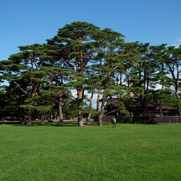 Hakodate (Hokkaido), vue sur les pins au sein des fortifications militaires Goryokaku en septembre