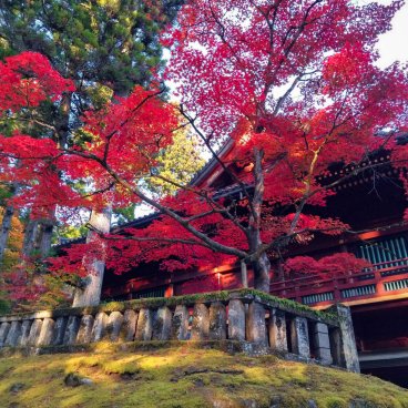 Nikko, rougeoiement des érables au temple Rinno-ji début novembre