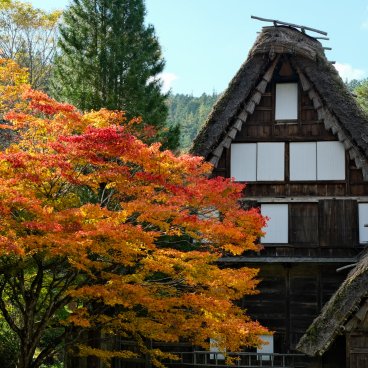 Hida no Sato (Takayama), Maison traditionnelle à toit de chaume gassho-zukuri en automne